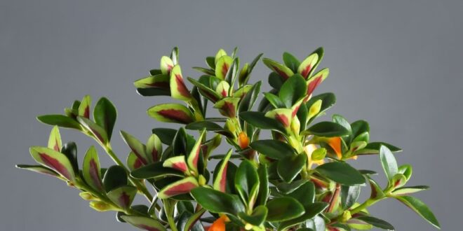 Goldfish Plant