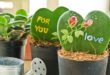 Hoya Plant Care