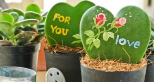 Hoya Plant Care