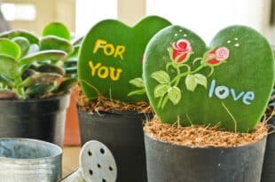 Hoya Plant Care