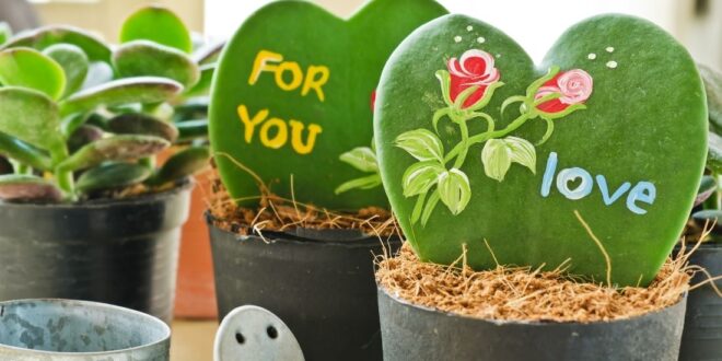 Hoya Plant Care