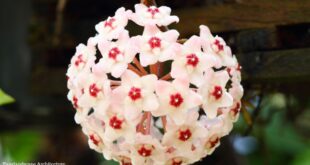 Hoya Plant