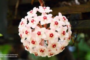 Hoya Plant