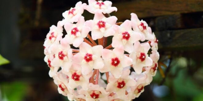 Hoya Plant
