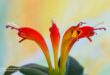 Lipstick Plant