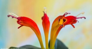Lipstick Plant