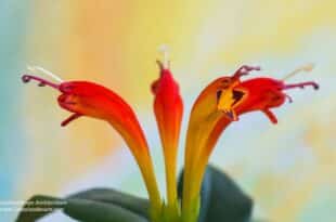 Lipstick Plant