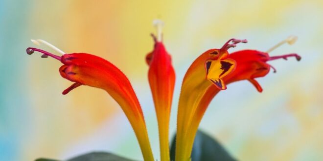 Lipstick Plant
