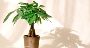 Money Tree & guiana chestnut