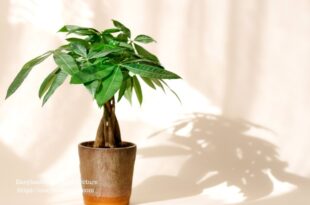 Money Tree & guiana chestnut