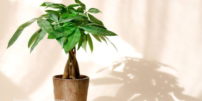 Money Tree & guiana chestnut