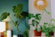 Monstera Plant