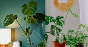 Monstera Plant