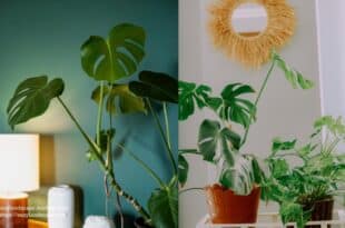 Monstera Plant