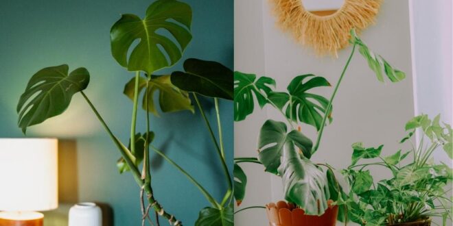 Monstera Plant