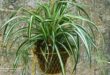 Spider Plant