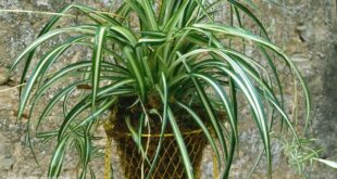 Spider Plant