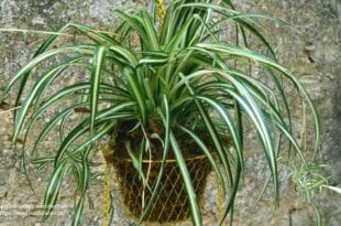 Spider Plant