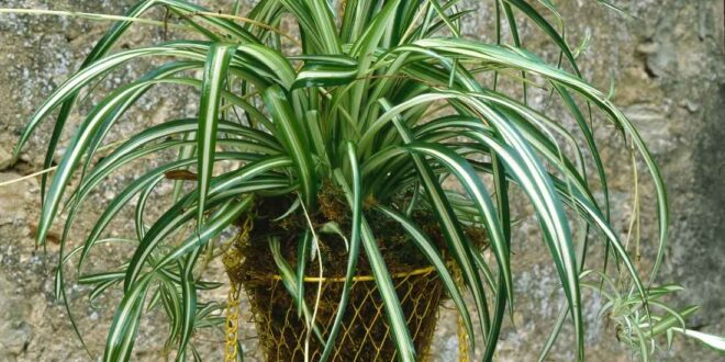 Spider Plant