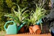 Spider plant care