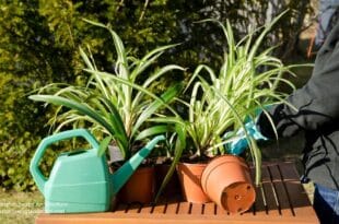 Spider plant care