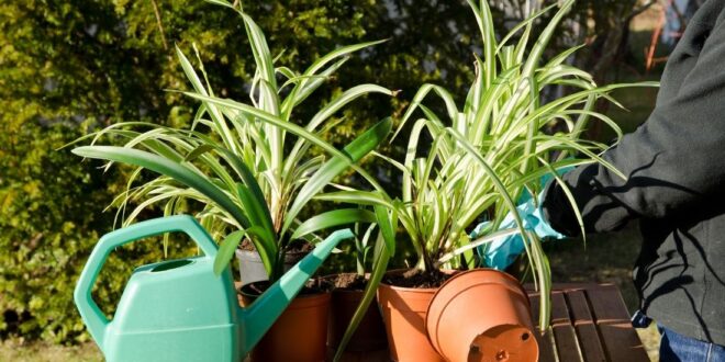 Spider plant care