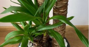 Yucca Plant care