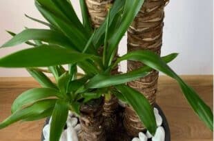 Yucca Plant care
