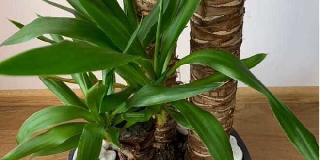 Yucca Plant care
