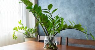 Zz Plant