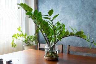Zz Plant
