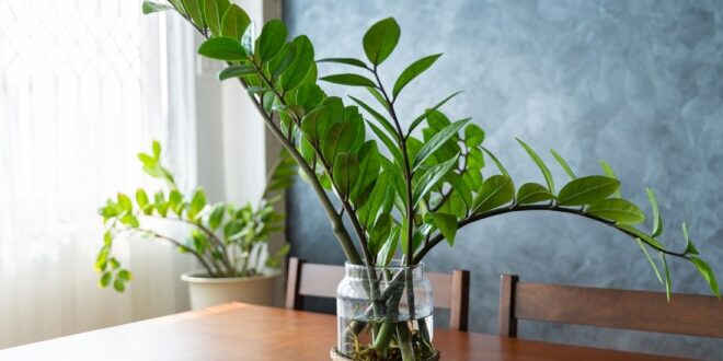 Zz Plant