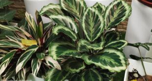 calathea plant care
