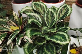 calathea plant care