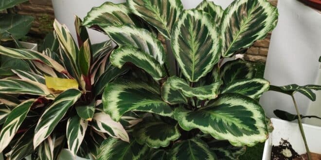calathea plant care