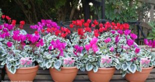cyclamen plant care