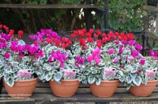 cyclamen plant care