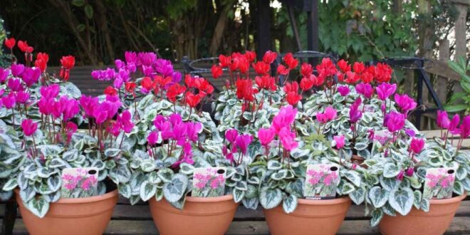 cyclamen plant care