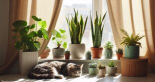 snake plant benefits