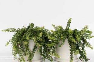Lipstick Plant