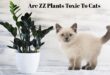 Are ZZ Plants Toxic To Cats