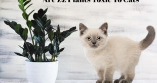 Are ZZ Plants Toxic To Cats