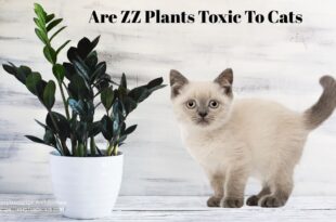 Are ZZ Plants Toxic To Cats