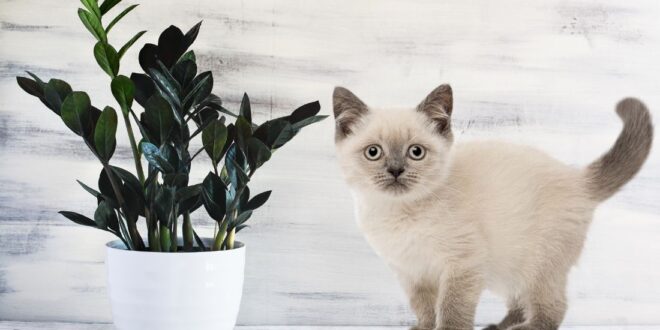 Are ZZ Plants Toxic To Cats
