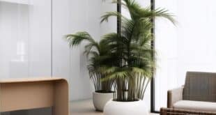 Areca Palm (Dypsis lutescens)
