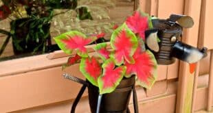 Caladiums