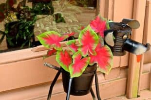 Caladiums