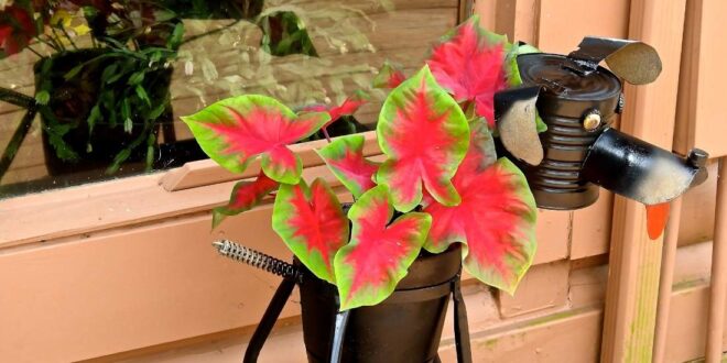 Caladiums