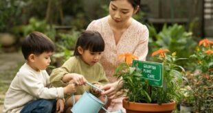 Goldfish Plant Care