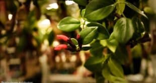 Lipstick Plant